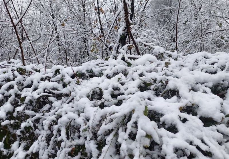 Wp Header Logo 1948.png